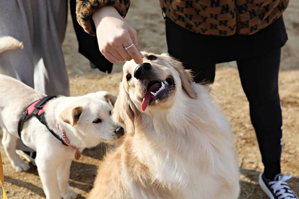 Puppies Playing Park — Stock Photo, Image