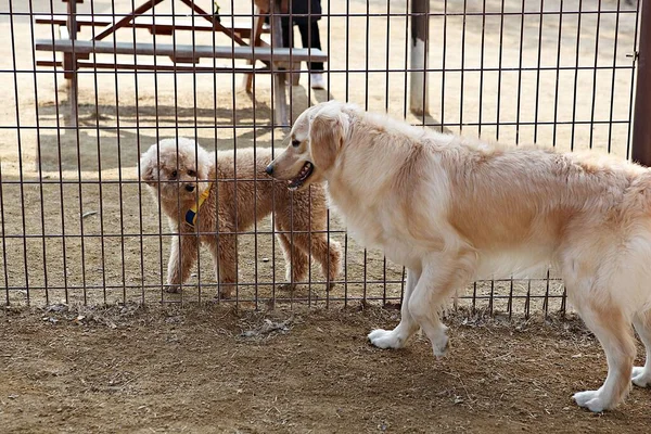 Parkta Oynayan Köpek Yavruları — Stok fotoğraf