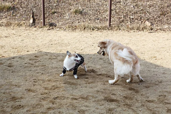 公園で遊んでいる子犬たちは — ストック写真