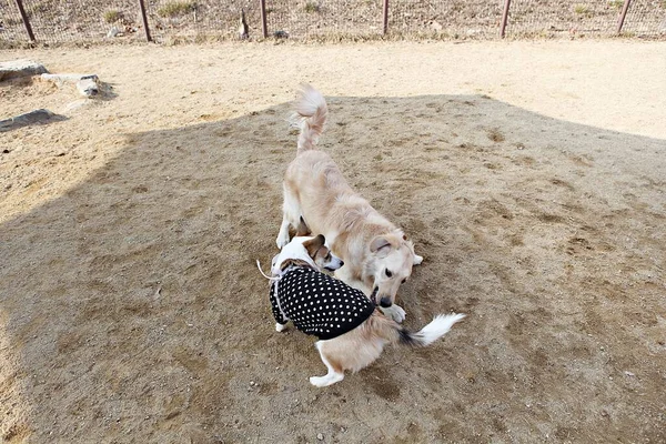 Kiskutyák Játszanak Parkban — Stock Fotó