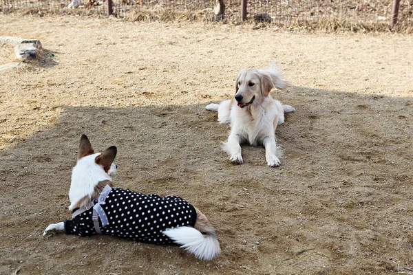 公園で遊んでいる子犬たちは — ストック写真