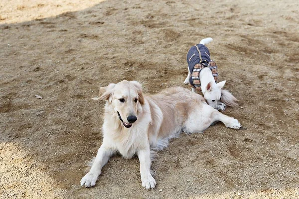 Parkta Oynayan Köpek Yavruları — Stok fotoğraf