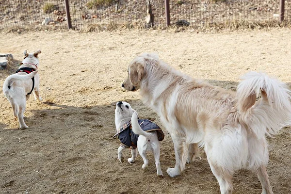 Chiots Jouer Dans Parc — Photo