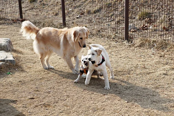 Cachorros Brincando Parque — Fotografia de Stock