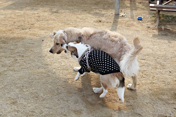 Cachorros Jugando Parque — Foto de Stock