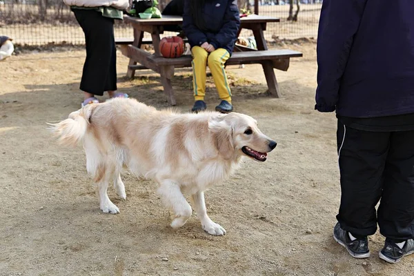 강아지들 공원에서 — 스톡 사진