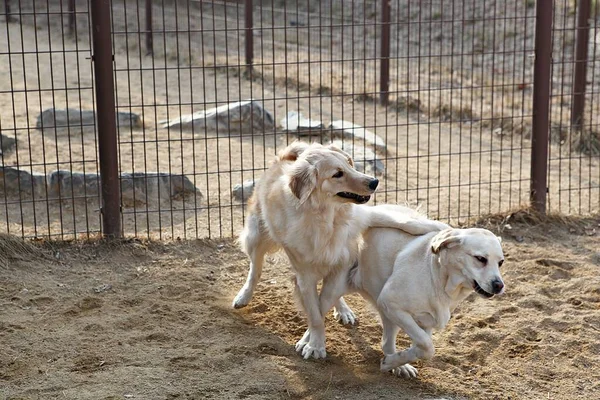 Cachorros Brincando Parque — Fotografia de Stock