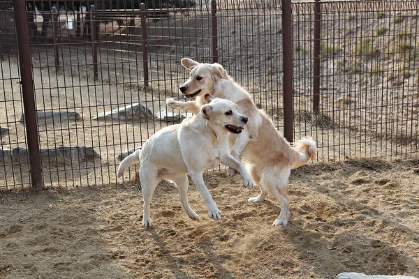 Puppies Spelen Het Park — Stockfoto