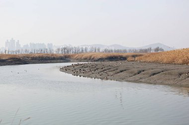 Kore 'de bir ekolojik park olarak korunuyor.
