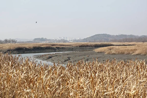 Jeho Chráněné Jako Ekologický Park Koreji — Stock fotografie