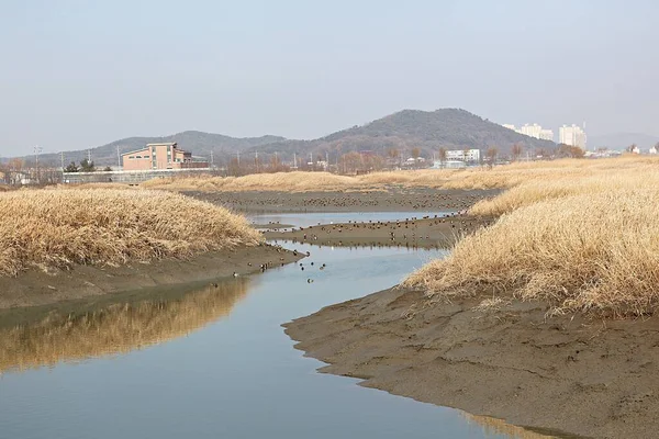 Als Ökologischer Park Korea Geschützt — Stockfoto