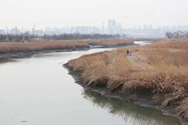 Son Protégé Tant Que Parc Écologique Corée — Photo