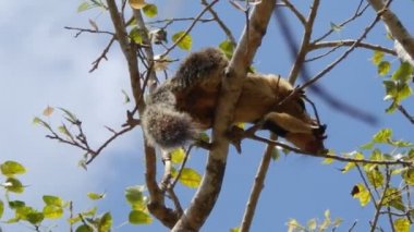 sri lanka ağaçta sincap öpüşme