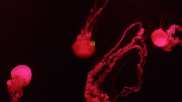 Красные медузы плавают в аквариуме Дубая — стоковое видео
