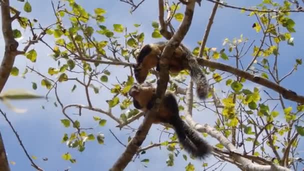 Целующиеся белки на дереве в Шри-Ланке — стоковое видео