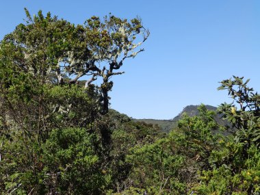 Yatay Milli Parkı horton ovaları, sri lanka