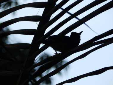 Pycnonotus melanicterus