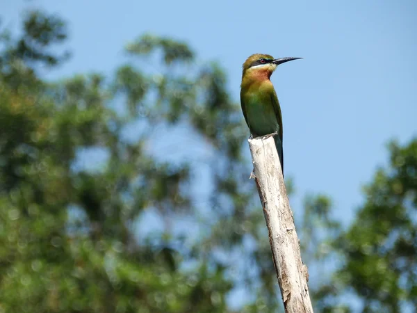 Тропическая птица (пчелоед) на палке, Шри-Ланка — стоковое фото