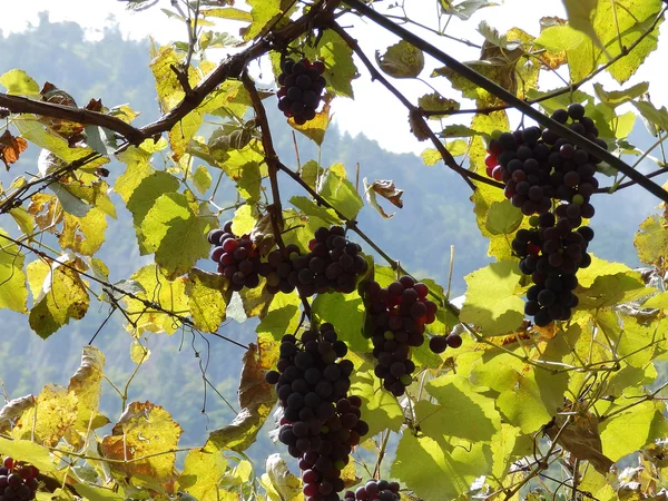 Гірлянди Винограду Філію Абхазії — стокове фото