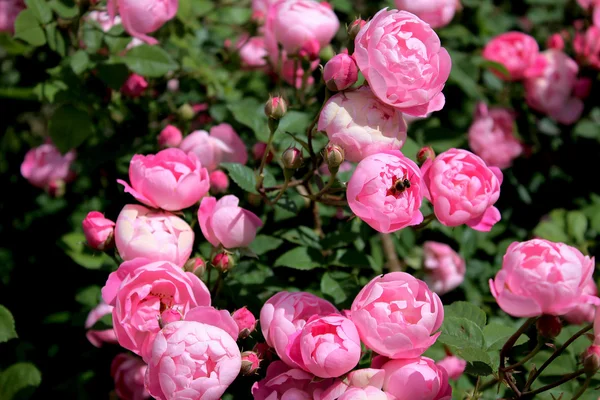 Rose bush in the garden