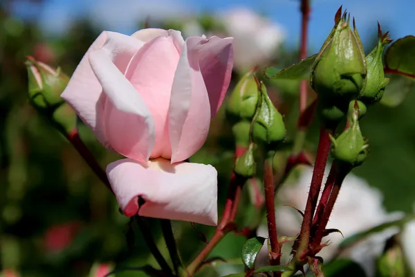 beautiful pink rose bud in the garden