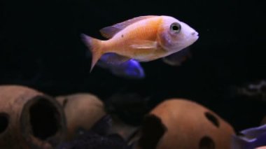 Akvaryumdaki tropikal balıklar