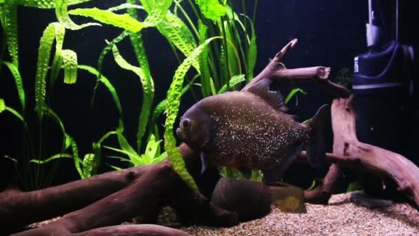 Пиранья плавает в аквариуме — стоковое видео