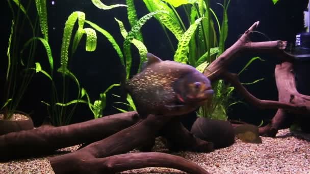 Пиранья плавает в аквариуме — стоковое видео