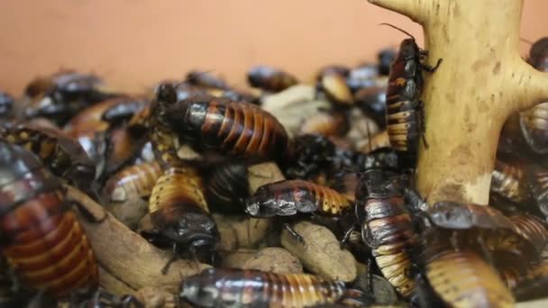 Eine Kolonie madagassischer Kakerlaken töpfert in einem Terrarium — Stockvideo