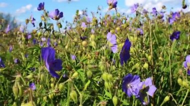 rüzgarda sallanan kır çiçekleri