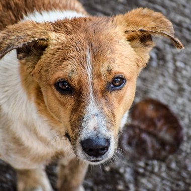 Harika yiyecekler arayan sokak köpeği, Eski Delhi bölgesinde köpek Yeni Delhi 'de Chandni Chowk, Hindistan' da, Delhi Sokak Fotoğrafçılığı
