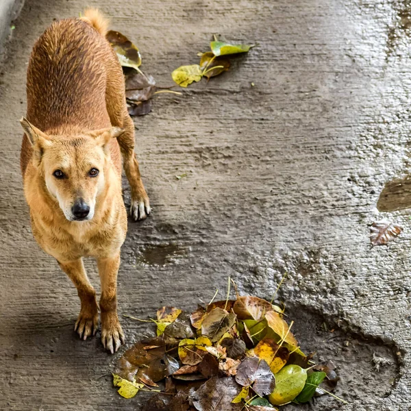 Cane Strada Cerca Cibo Incredibile Cane Nella Vecchia Zona Delhi — Foto Stock