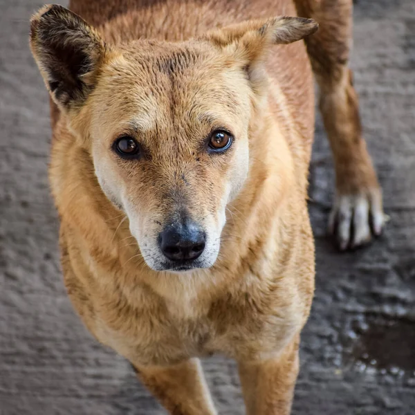 Cane Strada Cerca Cibo Incredibile Cane Nella Vecchia Zona Delhi — Foto Stock