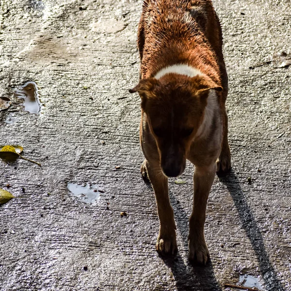 街头流浪狗寻找一些令人惊奇的食物 狗在新德里的老德尔希地区钱迪克 德里街头摄影 — 图库照片