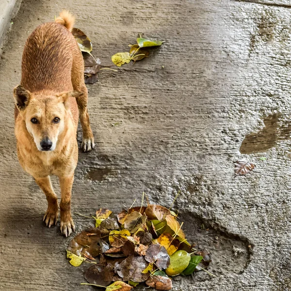 Cane Strada Cerca Cibo Incredibile Cane Nella Vecchia Zona Delhi — Foto Stock