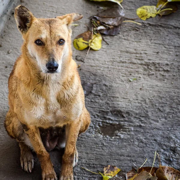 Cane Strada Cerca Cibo Incredibile Cane Nella Vecchia Zona Delhi — Foto Stock