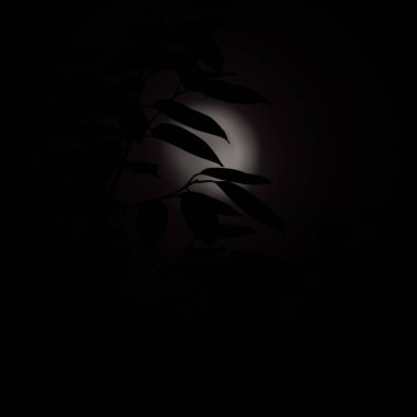 Moon Timelapse, Stock zamanaşımı: Dolunay karanlık gökyüzünde yükseliyor, gece vakti. Dolunay zamanı, gece karanlığında karanlık gökyüzünde ay ışığıyla birlikte kaybolur. Yüksek kaliteli beleş video kaydı veya zaman ayarlı