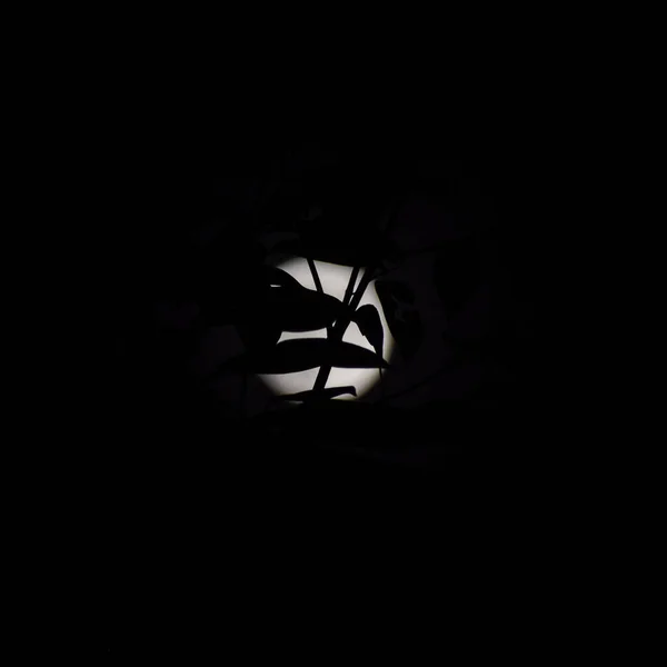Księżyc Timelapse Stock Time Lapse Pełnia Księżyca Wschodzi Ciemnej Naturze — Zdjęcie stockowe