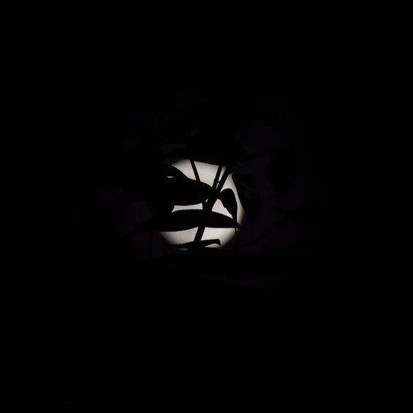 Moon Timelapse, Stock time lapse : Full moon rise in dark nature sky, night time. Full moon disk time lapse with moon light up in night dark black sky. High-quality free video footage or timelapse