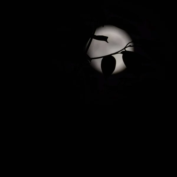 Moon Timelapse Stock Time Lapse Luna Piena Sorgere Nel Cielo — Foto Stock