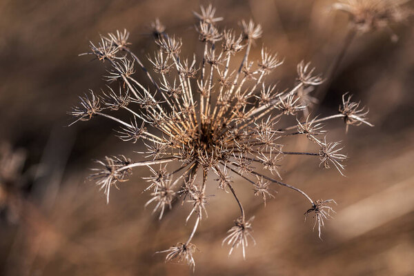 Dry flower growing in the meadow in the background beautiful brown bokeh