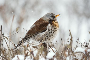 fieldfare