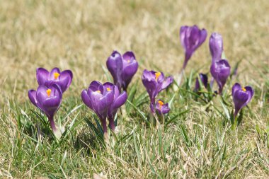 saffrons, çayır