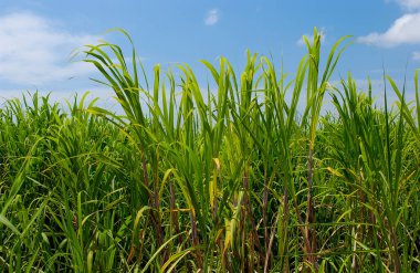 Yeşil yaprakları ve mavi gökyüzü olan kamış tarlası. Sahne arkaplanı.