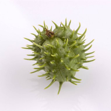 Beyaz arkaplanda yalıtılmış hintyağı tohumu.