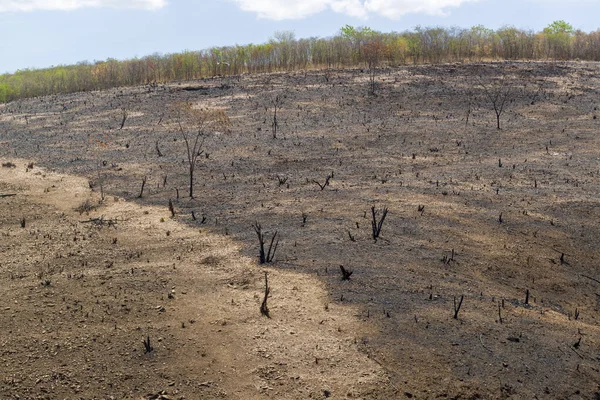 Membakar Deforestasi Bioma Caatinga Brasil Barro Ceara Brasil Pada Tanggal — Stok Foto