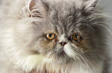 Gri İran kedisi yakın planda