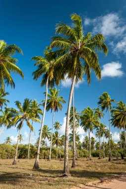 Hindistan cevizi ağacı sahili, Pitimbu, Joao Pessoa yakınlarında, Paraiba, Brezilya 21 Ocak 2007.