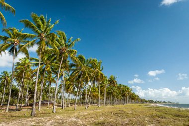 Hindistan cevizi ağacı sahili, Pitimbu, Joao Pessoa yakınlarında, Paraiba, Brezilya 21 Ocak 2007.