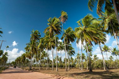 Hindistan cevizi ağacı sahili, Pitimbu, Joao Pessoa yakınlarında, Paraiba, Brezilya 21 Ocak 2007.